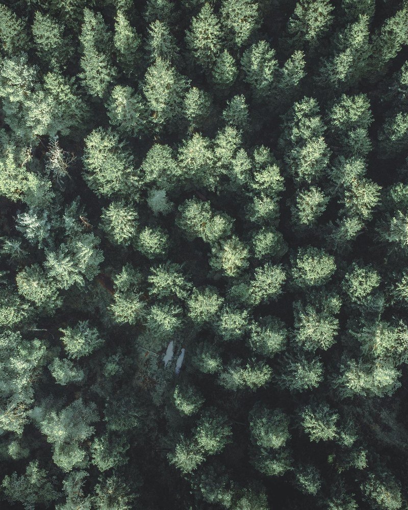 Aerial view of Canadian boreal forest — the inspiration behind Boreal Crest